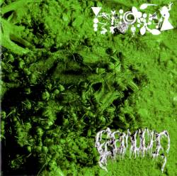 Formicidae : Phyllomedusa - Formicidae